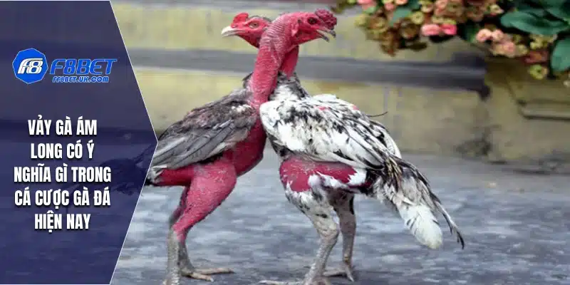 Vảy Gà Ám Long